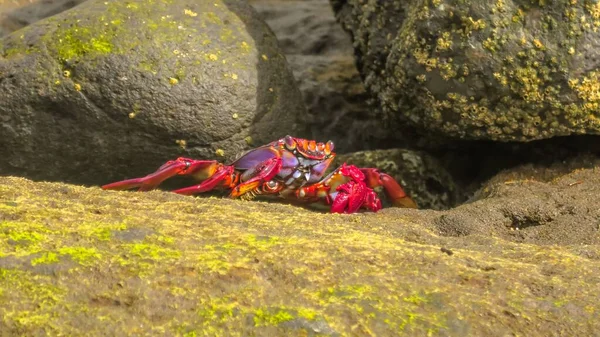 Grapsus Adscensionis Coastal Crab Species Common Gran Canaria Conhecido Pela — Fotografia de Stock