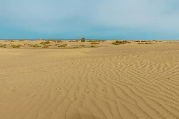 Constant Wind Essential Component Maspalomas Ecosystem Shaping Dunes Maintaining Delicate — Stock Photo, Image