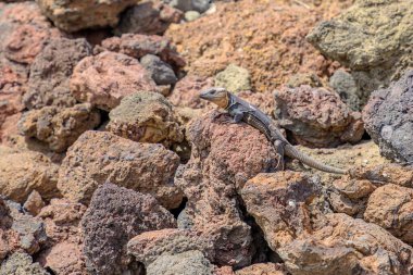 Gallotia stehlini, özellikle Gran Canaria adasında bulunan dev bir kertenkele türüdür. Ayırt edici bir görünüşü ve ilgi çekici bir davranışı var. Bu da onu araştırma için aranan bir konu yapıyor.