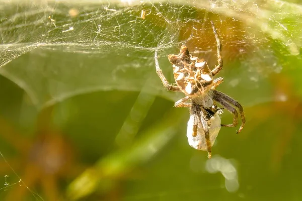 Edderkoppen Også Kjent Som Cyrtophora Citricola Lever Insekter Som Rovdyr – stockfoto