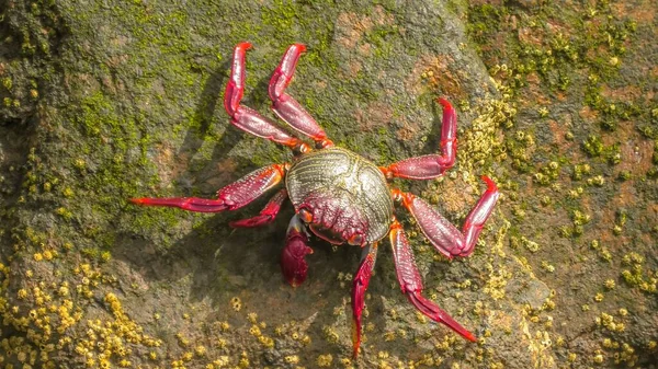 Grapsus Adscensionest Une Espèce Crabe Pattes Rouges Sur Les Rives — Photo