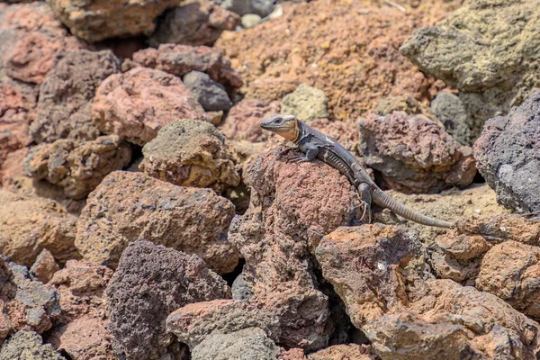 Gallotia Stehlini 카리아 섬에서 발견되는 도마뱀의 일종이다 외모가 독특하고 행동을 — 스톡 사진
