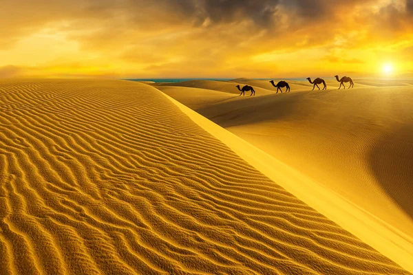 Маспалома Верблюд Їде Заході Сонця Спокійністю Оточенні Підсилюється Ніжним Звуком — стокове фото