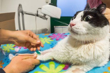 Veteriner kadın kan örneği bir kedi--dan alarak. Kan örneği Sağlık Araştırma kanül iğne enjeksiyon veteriner Studio sınama grubu için çizim. Kavramı endişeli hayvan hasta ve korku.