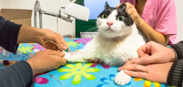獣医師は健康診断を行うために猫から血液サンプルを採取します 血液サンプルは動物実験用のカニューレ針を使って獣医のスタジオで採取中です — ストック写真