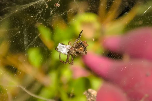거미집 Cyrtopora Citricola 거미줄을 만들어 먹이를 날카로운 송곳니를 사용하여 곤충을 — 스톡 사진