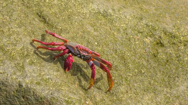Couleur Rouge Grapsus Adscensionis Crabe Est Spectacle Commun Long Côte — Photo