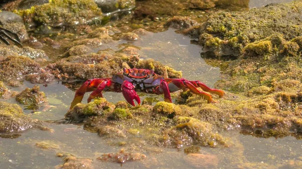 Kırmızı Bacaklı Yengeç Gran Kanarya Adaları Kanarya Adaları Nda Bulunabilir — Stok fotoğraf