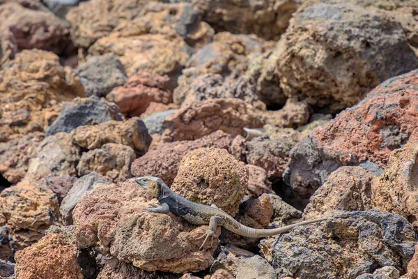 Gallotia Stehlini 카리아 섬에서 발견되는 도마뱀 종이다 생김새와 행동때문에 연구되고 — 스톡 사진