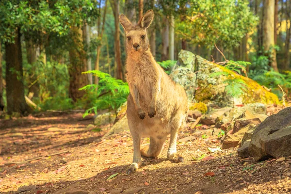 Een Kangoeroe Rechtop Tasmaanse Bossen Van Australië Australische Buideldier Outdoor — Stockfoto