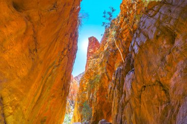 Quartzite 'ın yüksek kayalık duvarları Batı MacDonnell Sıradağları' nda Standley Chasm 'ın pitoresk bir doğal geçidini oluşturur..