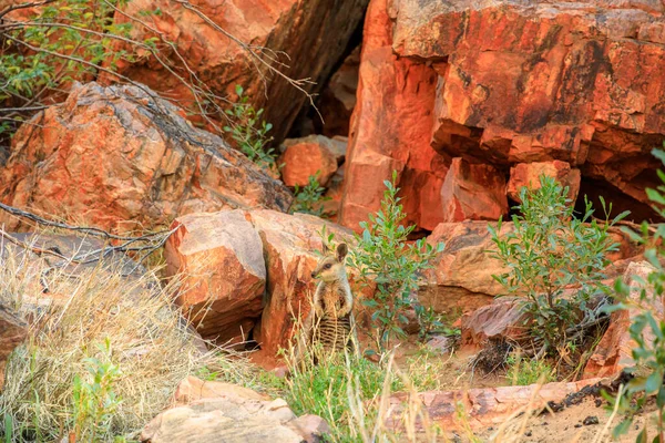 Μια Άγρια Black Footed Rock Wallaby Βραχώδεις Τοίχους Κατά Μήκος — Φωτογραφία Αρχείου