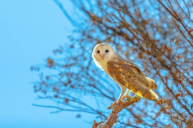Ahır baykuşları, Tyto Alba, mavi gökyüzündeki ağaçtaki gece kuşu. Kafalarını hareket etmeden neredeyse her yöne hareket ettirebilir. Alice Springs 'teki Çöl Parkı, Kuzey Bölgesi, Orta Avustralya.