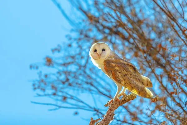 Barn Owls Tyto Alba 夜莺停在蓝天的树上 它几乎可以向任何方向移动他们的头而不用移动身体 澳大利亚中部北部爱丽丝泉沙漠公园 — 图库照片