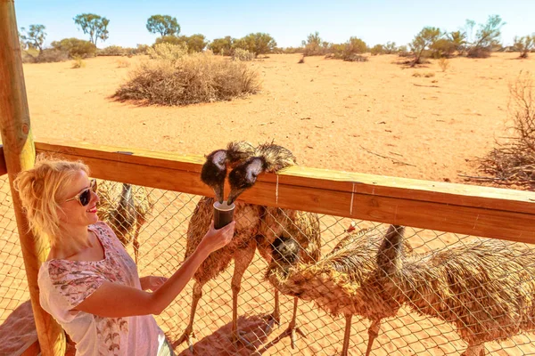 Woman Feeding Emus Dromaius Novaehollandiae Species Emu Endémica Australia Donde — Foto de Stock
