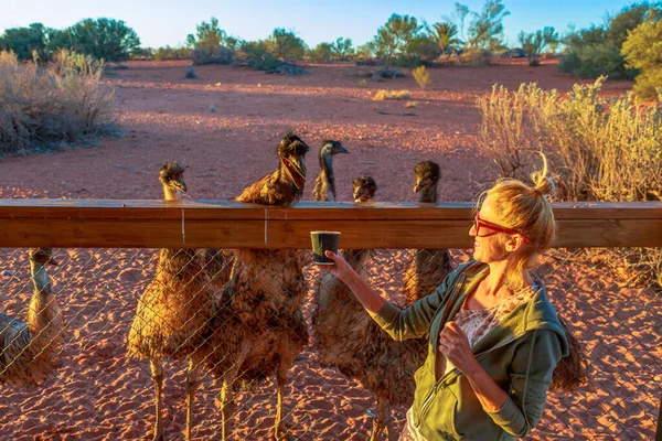 Femme Nourrissant Des Oiseaux Emu Dans Ferme Australienne Dromaius Novaehollandiae — Photo