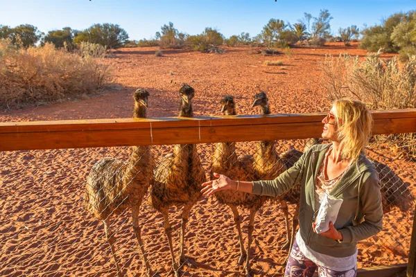 Mujer Que Alimenta Emu Dromaius Novaehollandiae Suelo Árido Importante Icono — Foto de Stock
