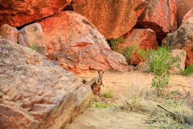 Avustralya 'nın kırsal kesimlerinde. Simpsons Gap, West Macdonnell Ranges Ulusal Parkı, Kuzey Bölgesi, Orta Avustralya 'ya giden patika boyunca kurumuş nehir yatağında kara ayaklı kaya valabisi..
