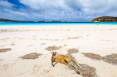 Lucky Bay Cape Le Grand Milli Parkı'nda, Batı Avustralya Esperance yakınındaki bozulmamış ve beyaz kum yatan kanguru. Lucky Bay Australias en iyi bilinen plajları kanguru için bilinen biridir.