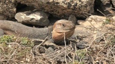 Gallotia stehlini sadece Gran Canaria adasında bulunan dev bir kertenkeledir. Farklı bir görünüşü ve ilginç bir davranışı var. Bu da onu araştırma ve gözlem için popüler bir seçim yapıyor..