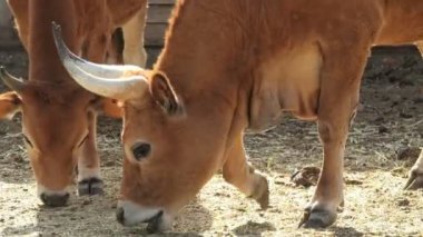 Longhorn sığırlarına yakın çekim çeşitli hava koşullarıyla başa çıkabilen zorlu bir türdür. Eşsiz, uzun, kıvrımlı boynuzları var..