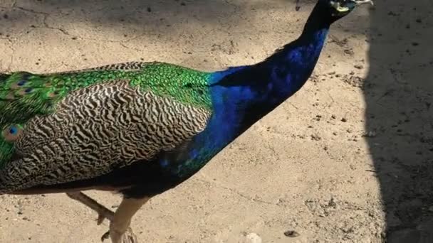 깃털은 디스플레이 유치하는 사용됩니다 깃털은 아름답고 움직이는 변화하는 유연한 색상을 — 비디오