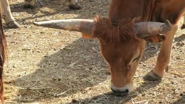 在龙角牛的特写镜头下 牛的饲料很好 适应了不同的气候 牠们有长长的弯曲的角 可长达六英尺 — 图库视频影像