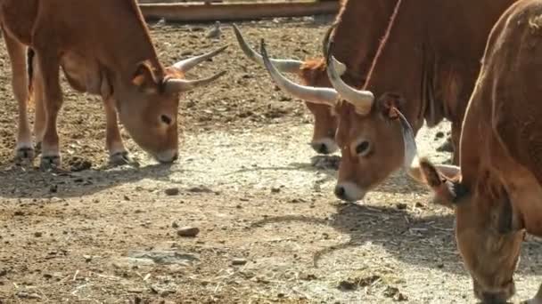 Longhorn Rinder Aus Nächster Nähe Sind Eine Zähe Und Anpassungsfähige — Stockvideo