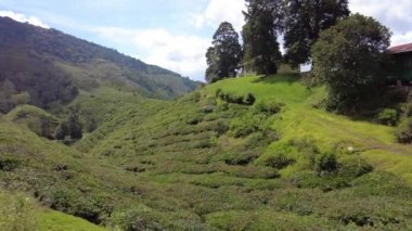 Aerial view of Cameron Highlands of Malaysian plantations. Fields spanning hundreds of acres with green tea bushes, producing some of world highest quality tea leaves. The scenery is breathtaking.