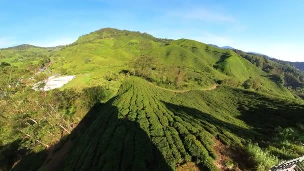 Aerial View Tea Plantations Cameron Highlands Malaysia Extensive Producing Some — Stock video