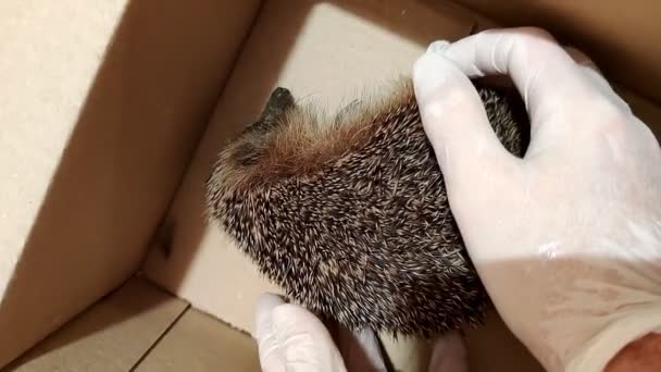 Sickly Hedgehog Has Been Saved Medical Attention Afflicted Pneumonia Gasps — Stock Video