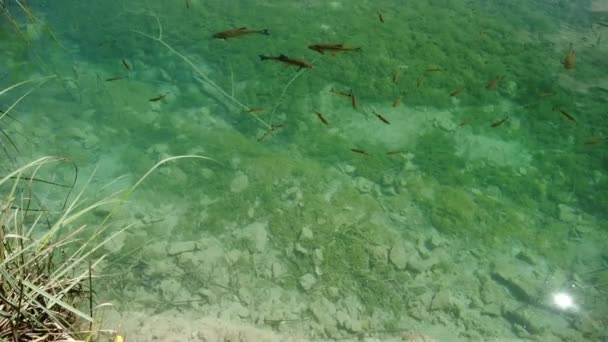 Forellen Schwimmen Proscansko See Oder Proscansko Jezero Nationalpark Plitvicer Seen — Stockvideo