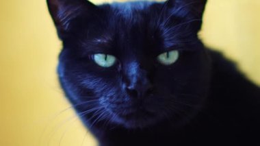 Yeşil gözlü, sevimli siyah kedi bakışları. Hayvan temalı arkaplan.