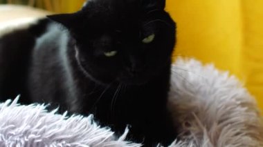 Evcil siyah bir dişi kedi patilerini pelüş bir evcil hayvan yatağında rahatça yoğurur. Kedi rahatlaması ve bisküvi yapmak olarak bilinen sevimli davranışı somutlaştırır..