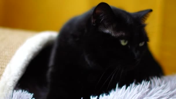 Pisica Bucură Însăși Își Folosește Labele Pentru Frământa Patul Într — Videoclip de stoc