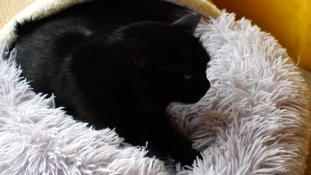 Slow Motion Pisică Domestică Neagră Senină Își Frământă Labele Pat — Videoclip de stoc