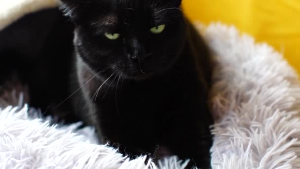 Lassú Mozgás Egy Fekete Háztartás Nőstény Macskája Gyúrja Mancsait Egy — Stock videók