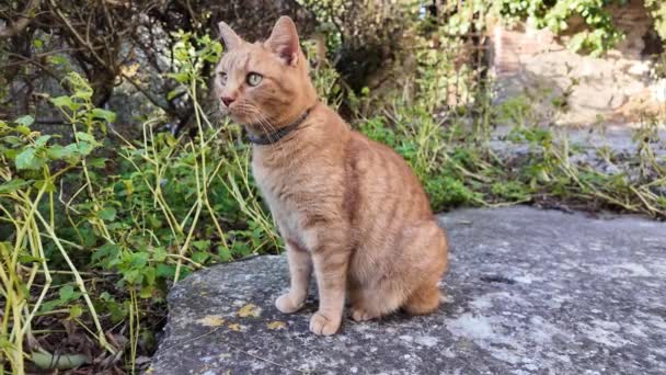 이탈리아 시골에서 고양이의 클로즈업은 일몰처럼 빛나는 활기찬 모피를 보여줍니다 호기심이 — 비디오
