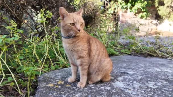 Sakin Bir Talyan Kırsalında Kırmızı Bir Kedi Ilgi Odağı Haline — Stok video
