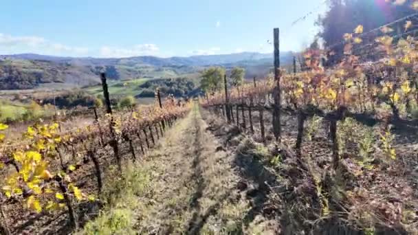 Panoramiczny Krajobraz Tarasowych Winnic Winogronami Miejscowości Emilia Winiarskiej Valsamoggia Włoskiej — Wideo stockowe