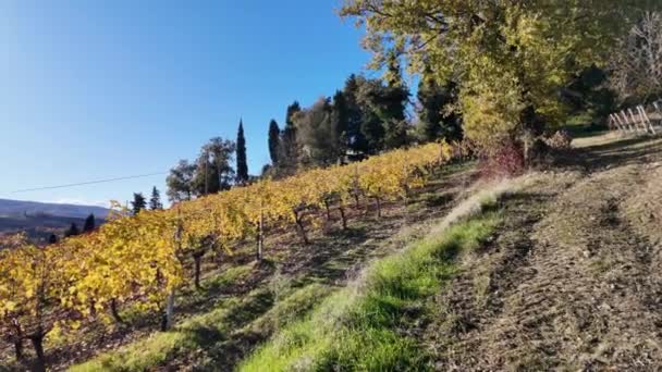 Emilia Italy Vineyard Terrace Valsamoggia Winegrowing Italian Rural Famoso Pelo — Vídeo de Stock
