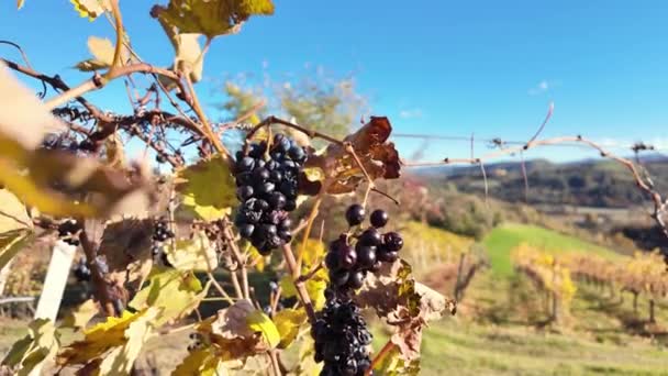 ブドウからぶら下がる 熟した 濃い青いブドウの束 背景には青い空とグレープワインのフィールドがあり エミリア ロマーナの秋の午後の自然の日の下に撮影されました — ストック動画