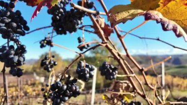 Ağır çekimde olgunlaşmış üzümler sarmaşıktan sarkıyor. Mavi gökyüzü ve Barbera 'nın üzüm bağları, Emilia-Romagna' da bir sonbahar öğleden sonrası günışığı altında ele geçirildi..