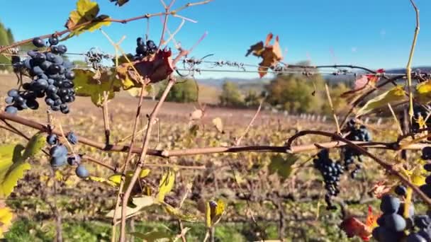 Nas Vinhas Serravalle Itália Cachos Uvas Roxas Contrastam Com Folhas — Vídeo de Stock