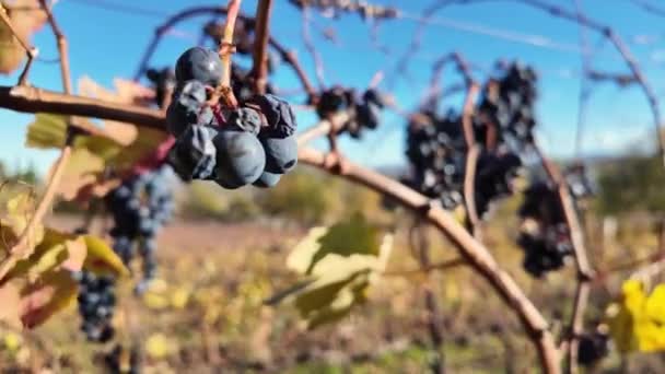 Slow Motion Anggur Merah Menjuntai Tengah Daun Emas Kebun Anggur — Stok Video
