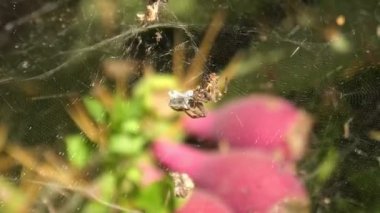 Bir yırtıcı olarak, tropik çadır ağ örümceği olarak da bilinen Cyrtophora sitricola, av olarak çeşitli böcekleri avlar. Ana besin kaynağı sinekler, güveler ve böcekler gibi küçük böceklerdir..