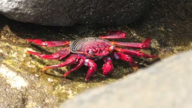 Grapsus adscensionsion, Gran Canaria ve Kanarya Adaları 'nın kayalık kıyılarında bulunan kırmızı bacaklı yengeç türüdür. Deniz yosunu ve diğer deniz yosunlarıyla beslenmek için kullanılan kırmızı carapace ve chelae..
