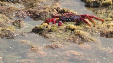 Grapsus adscension olarak bilinen kırmızı bacaklı yengeçler Kanarya Adaları 'nın Gran Kanaryası' nın kayalık kıyılarında. Deniz yosunu ve diğer deniz yosunları ile beslenmek için kullandıkları kırmızı carapace ve chelae 'leri var..