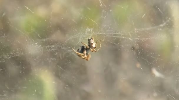 Tropical Tent Web Spider Also Known Cyrtophora Citricola Predator Feeds — Stock Video