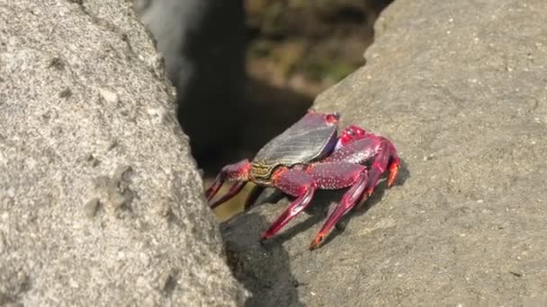Grapsus Adscensionis Uma Espécie Caranguejo Vermelho Comum Encontrada Nas Margens — Vídeo de Stock